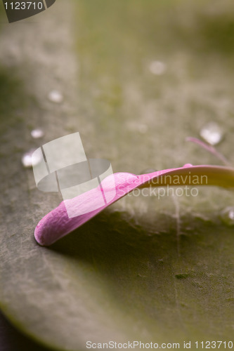 Image of Pink daisy petal