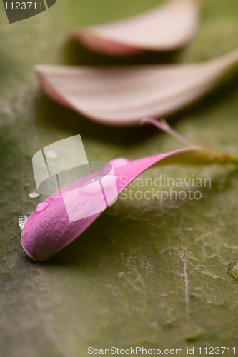 Image of Pink daisy petals