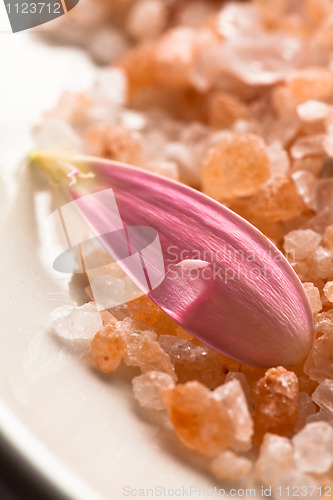 Image of Pink daisy petal