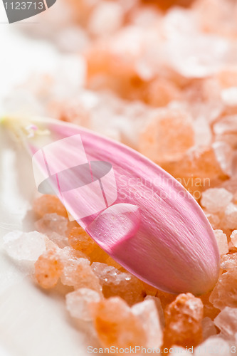 Image of Pink daisy petal