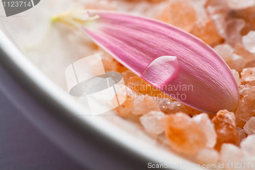 Image of Pink daisy petal