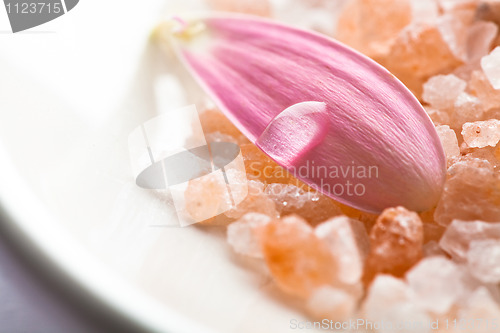 Image of Pink daisy petal