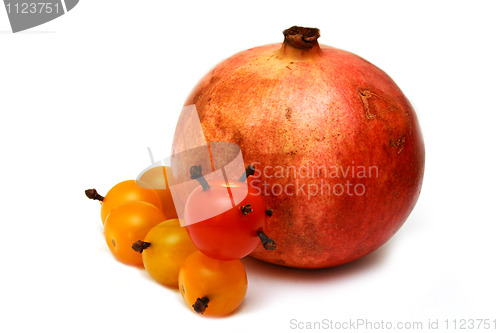 Image of tomato caterpillar with a pomegranate