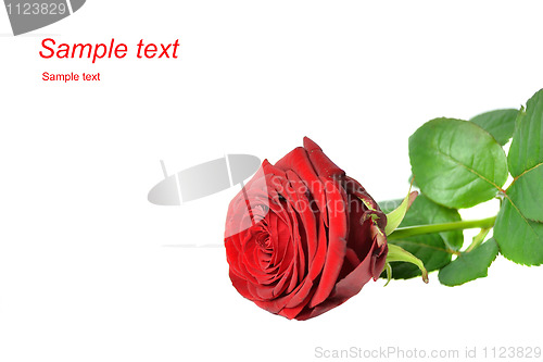 Image of Red rose isolated on white