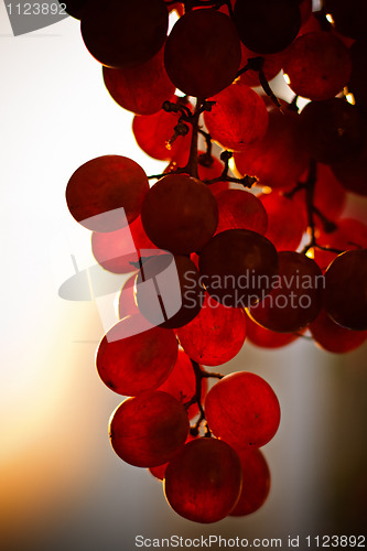 Image of Grape fruit bunch at sunset