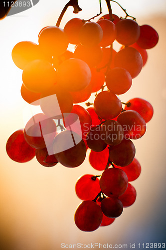 Image of Grape fruit bunch at sunset