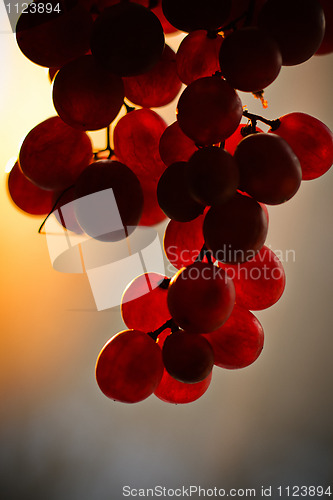 Image of Grape fruit bunch at sunset