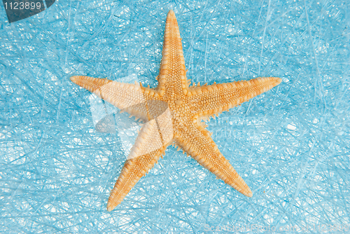 Image of Sea star