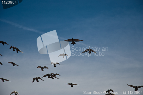 Image of Flying pigeons