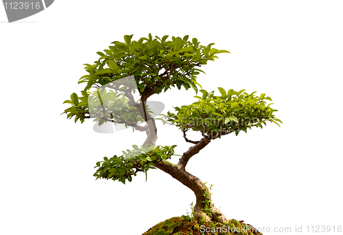 Image of Bonsai plant