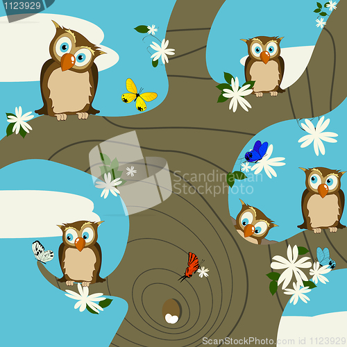 Image of Owls