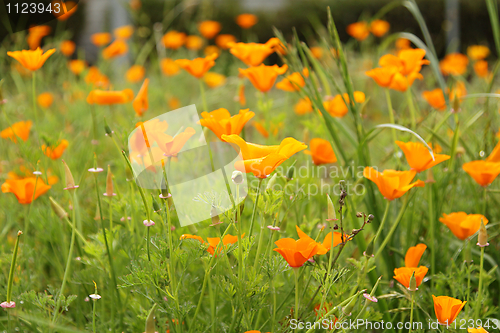 Image of California poppies