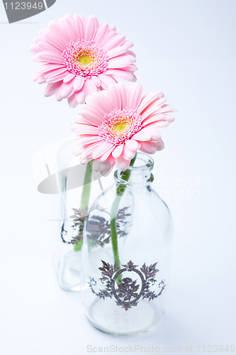 Image of Gerbera flowers