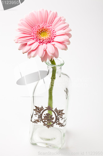 Image of Gerbera flower