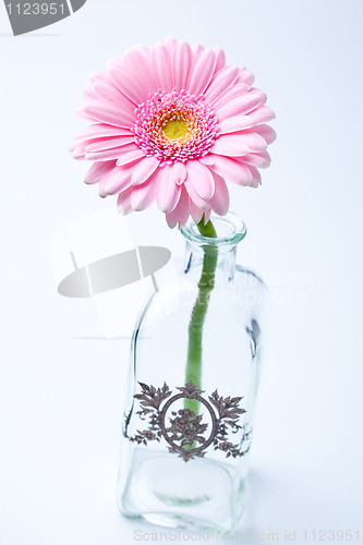 Image of Gerbera flower