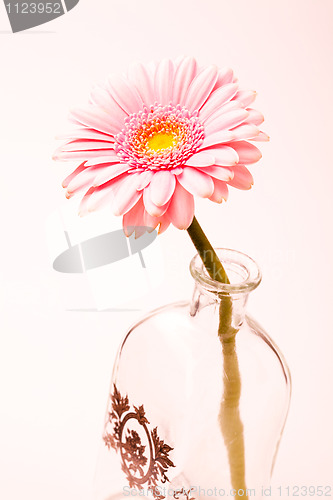 Image of Gerbera flower