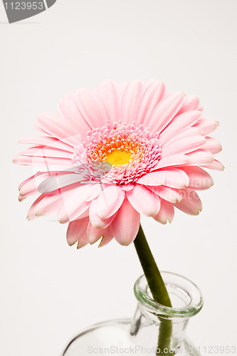 Image of Gerbera flower