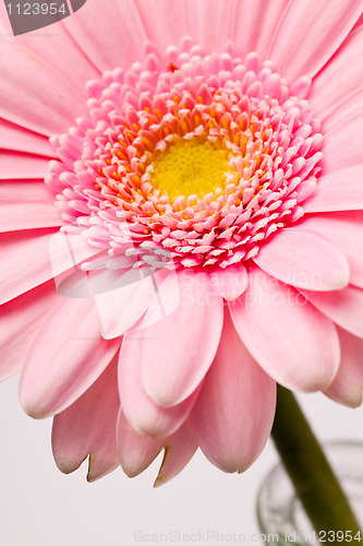 Image of Gerbera flower