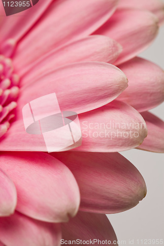 Image of Gerbera flower