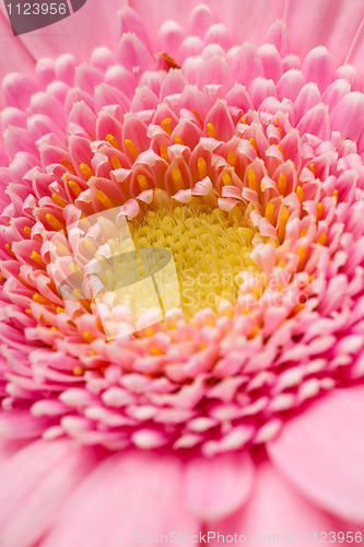 Image of Gerbera flower