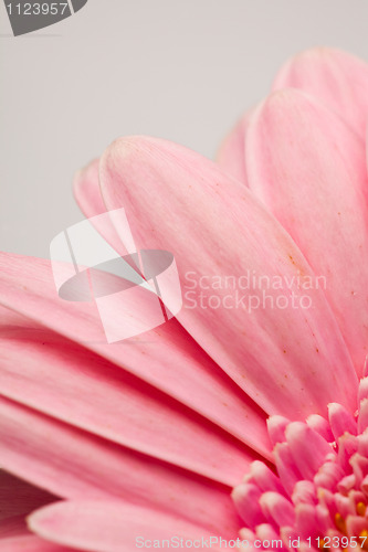 Image of Gerbera flower