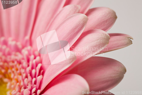 Image of Gerbera flower