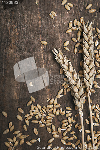 Image of Wheat ears