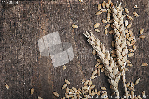 Image of Wheat ears
