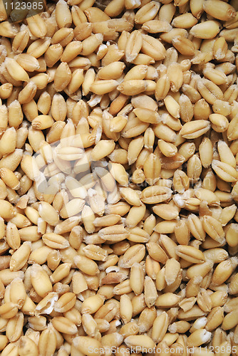 Image of Wheat