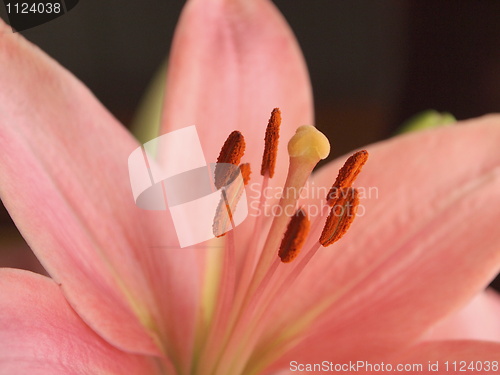 Image of Pink Lily