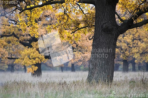 Image of autumn landscape