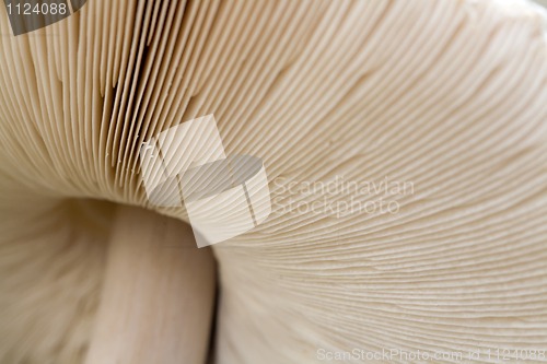 Image of mushrooms