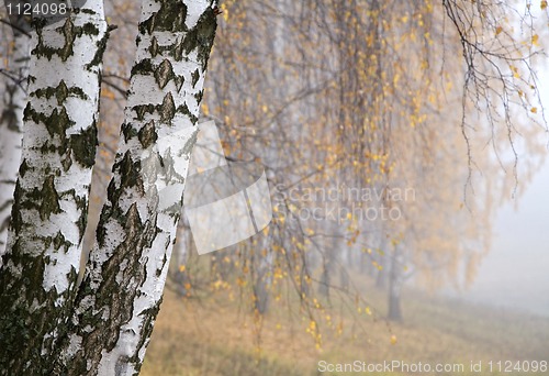 Image of misty birch grove