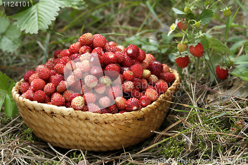 Image of wild strawberries