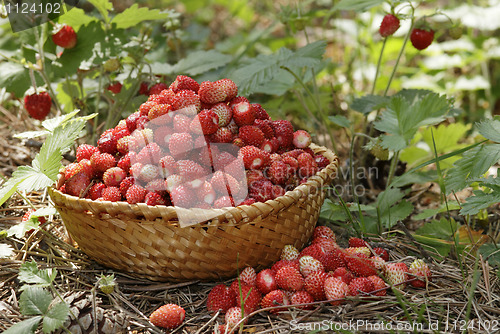 Image of wild strawberries