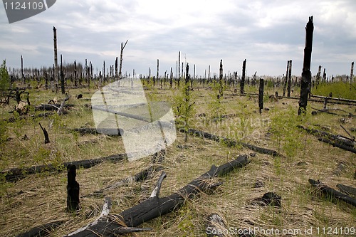 Image of Burnt forest