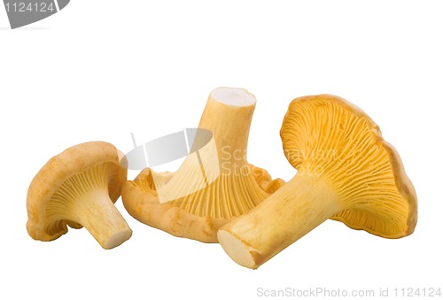 Image of chanterelle mushrooms