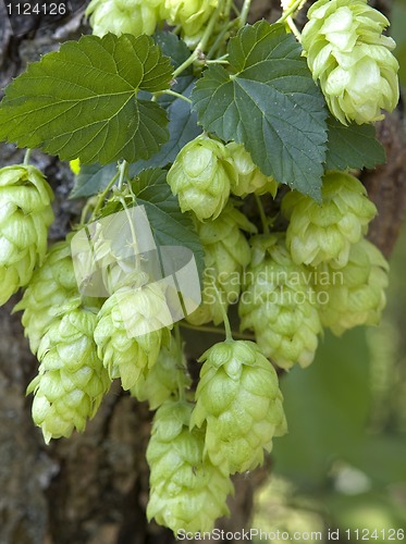 Image of hop cones