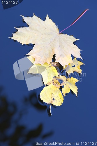 Image of autumn leaves