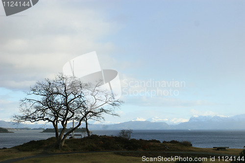 Image of Old tree