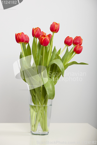 Image of Orange Tulips