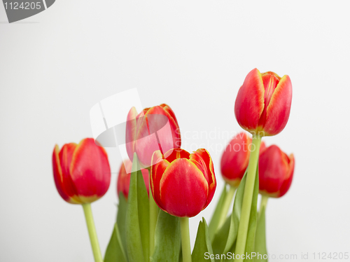 Image of Orange Tulips