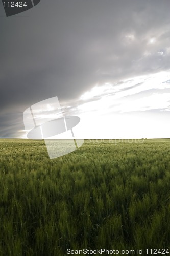 Image of Wheat Field