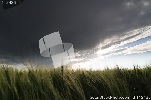 Image of Wheat Field