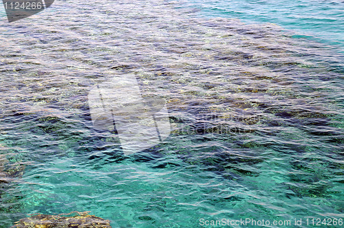 Image of Reef in the Red Sea in Israel