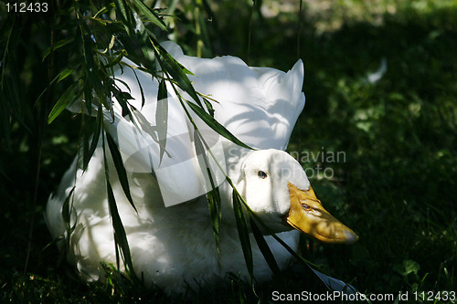Image of Protective Duck