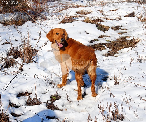 Image of Dog outdoor at snow