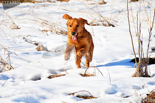 Image of Dog outdoor at snow