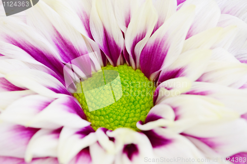 Image of Chrysanthemum with green center