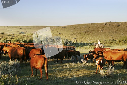 Image of Cattle Round Up